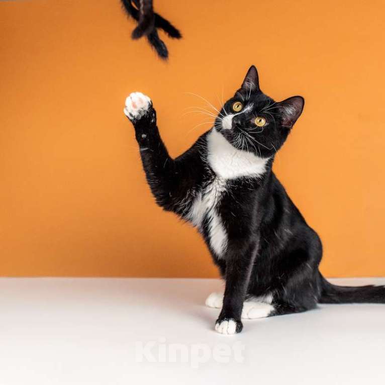 Кошки в Москве: Весёлый и беззаботный молодой кот Тоша в добрые руки Мальчик, Бесплатно - фото 6