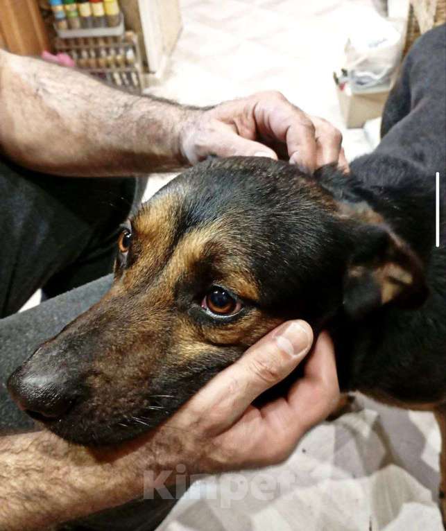 Собаки в Домодедово: Щенок Тим в добрые руки Мальчик, Бесплатно - фото 8