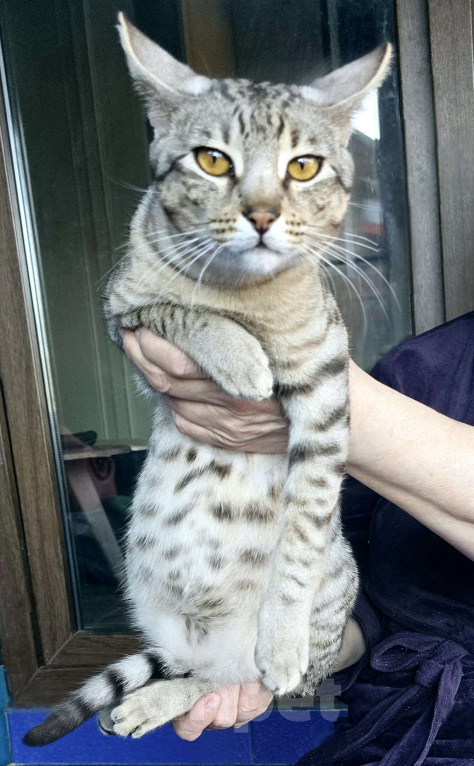 Кошки в Санкт-Петербурге: Котята SAVANNAH Ф4, Ф5 сбт Мальчик, 55 000 руб. - фото 3