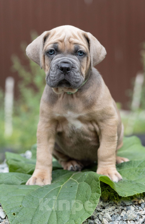 Собаки в Екатеринбурге: Щенок мальчик Кане-корсо  Мальчик, 100 000 руб. - фото 2