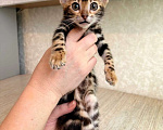 Кошки в Москве: Клубные бенгальские котята - девочка Девочка, 50 000 руб. - фото 3