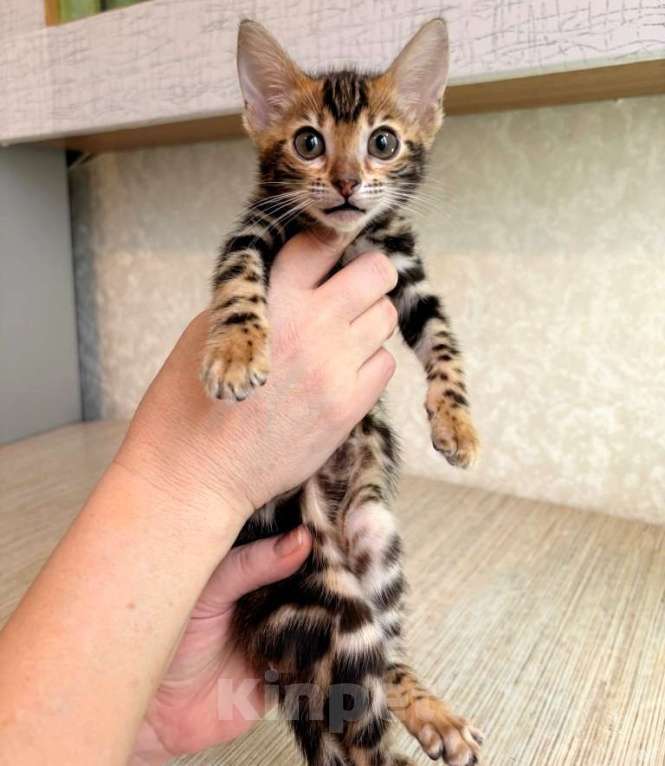 Кошки в Москве: Клубные бенгальские котята - девочка Девочка, 50 000 руб. - фото 3