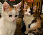 Кошки в Люберцах: Котята Ляля и Лёля срочный поиск ручек Девочка, Бесплатно - фото 1