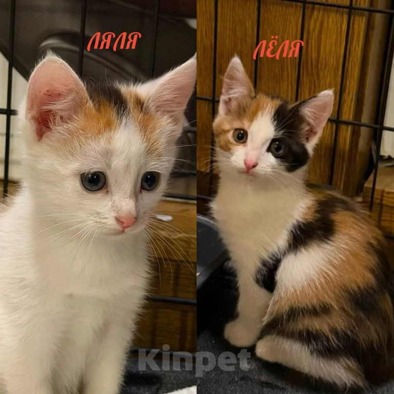 Кошки в Люберцах: Котята Ляля и Лёля срочный поиск ручек Девочка, Бесплатно - фото 1