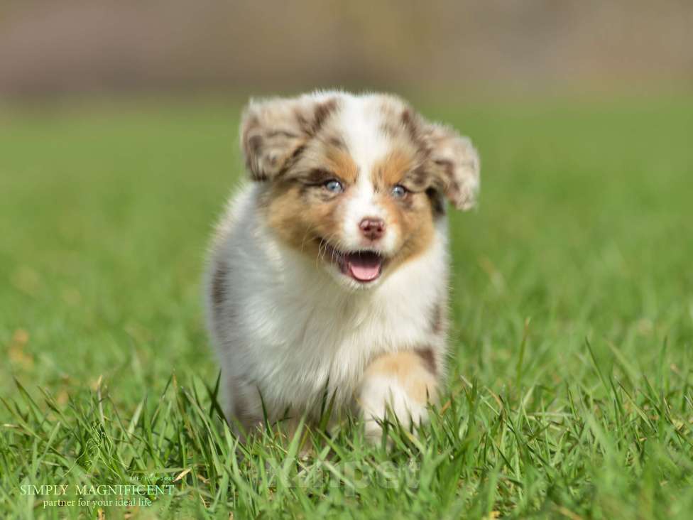 Собаки в других городах Московской области: щенки австралийской овчарки (аусси) РКФ Разнополые, Бесплатно - фото 1