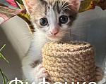 Кошки в Москве: Котенок Фифочка Девочка, Бесплатно - фото 1