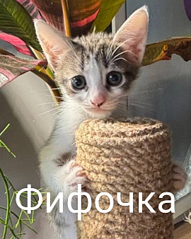 Котенок Фифочка
