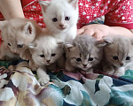 Кошки в Калининграде: Шотландские прямоухие котята Девочка, 4 000 руб. - фото 5