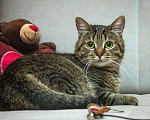 Кошки в Москве: Кошка Моника ищет дом Девочка, Бесплатно - фото 3