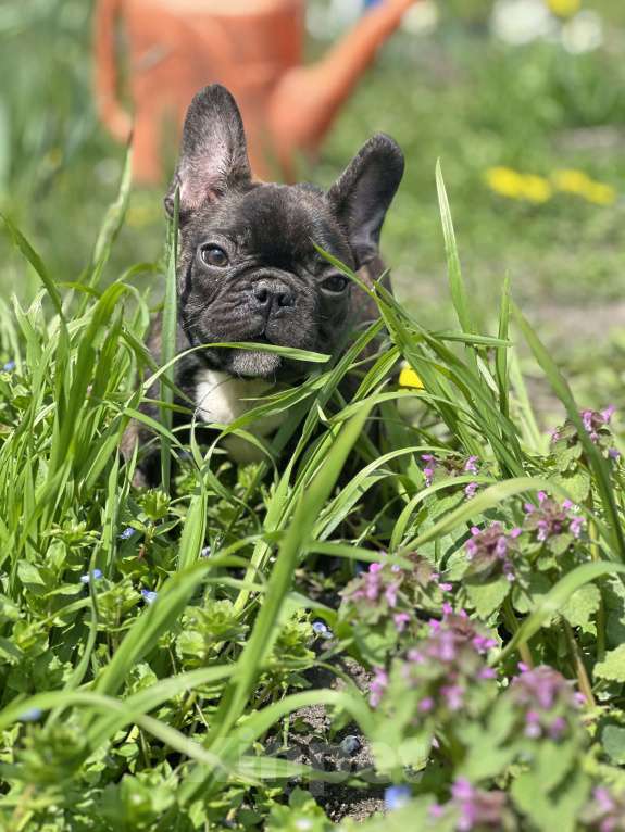 Собаки в Москве: Стандарт ркф и цветные францущы от проф заводчика Девочка, Бесплатно - фото 10