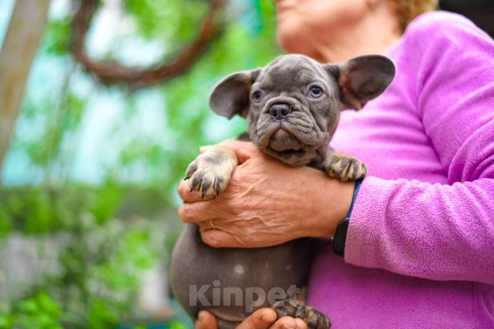 Собаки в Москве: Девочка лилово-подпалая , щенки французики  Девочка, 120 000 руб. - фото 3