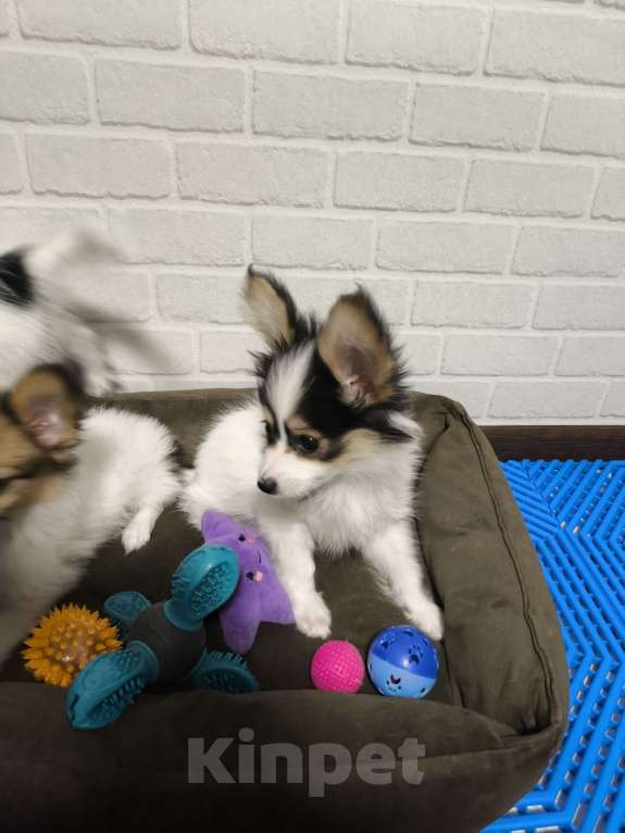 Собаки в Липецке: Папийон мальчик триколор Мальчик, 45 000 руб. - фото 3