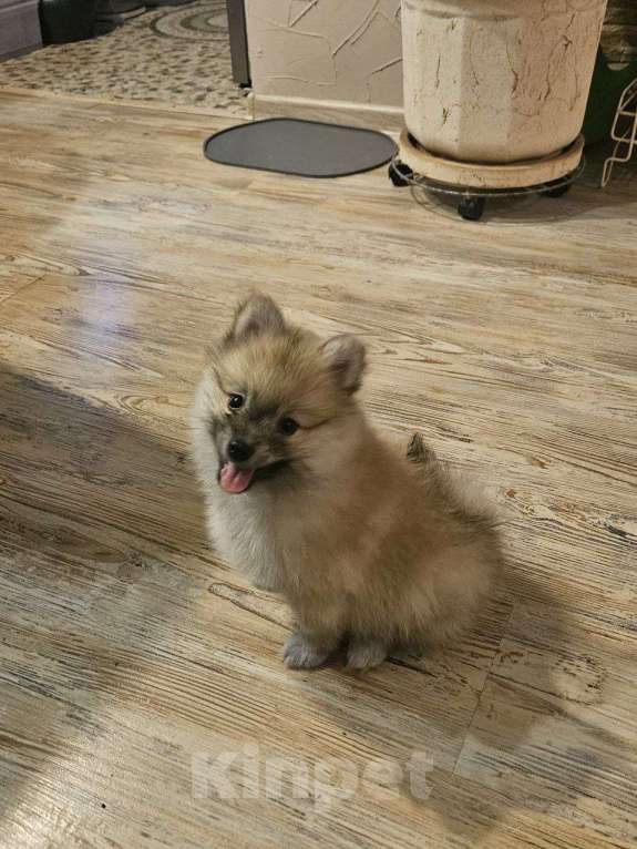 Собаки в Нижнем Новгороде: Поделитесь с Булочкой уютом своего дома! Девочка, 25 000 руб. - фото 3