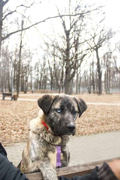 Собаки в Москве: Лика Девочка, Бесплатно - фото 3
