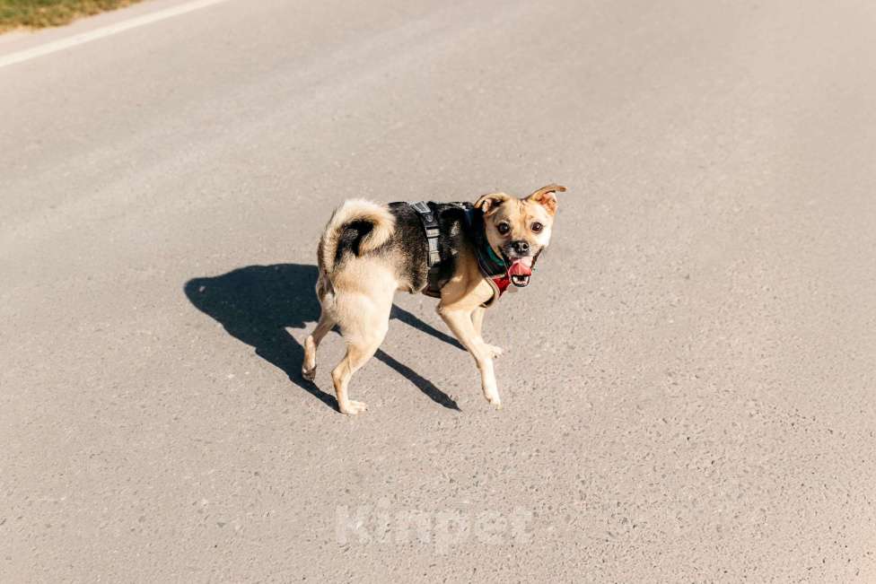 Собаки в Москве: Чихуахуа Чупик в добрые руки Мальчик, 1 руб. - фото 4