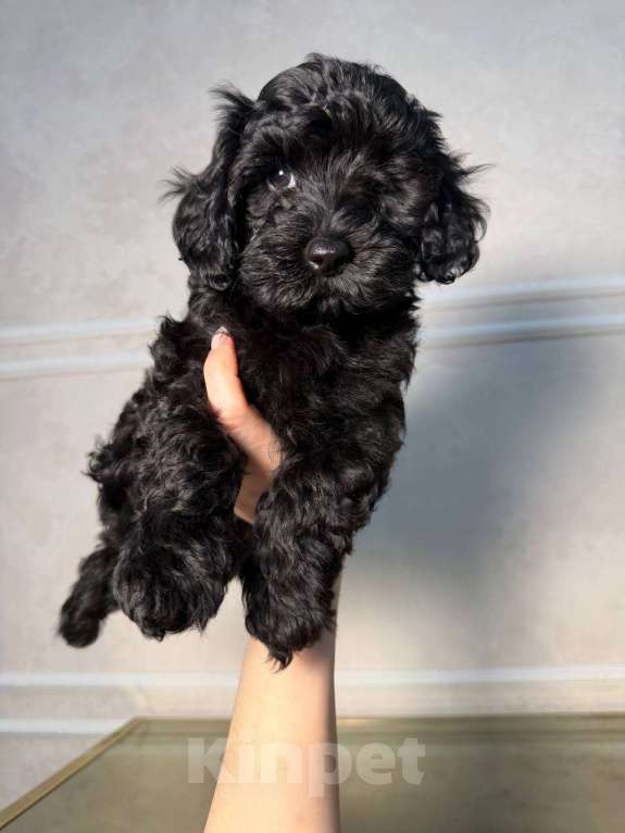 Собаки в Красногорске: Мальтипу мальчик Мальчик, 60 000 руб. - фото 1