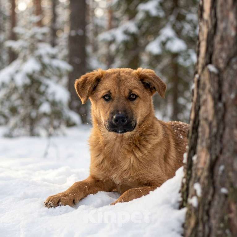 Собаки в Москве: щенок Есения в добрые руки Девочка, Бесплатно - фото 2