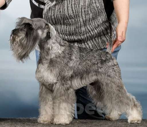 Собаки в Москве: цвергшнауцер перец с солью вязка Мальчик, 10 000 руб. - фото 1