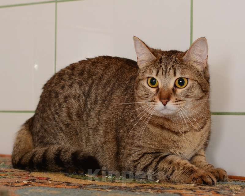 Кошки в Москве: Крупная полосатая золотоглазая красавица кошка Алиса в дар Девочка, Бесплатно - фото 3
