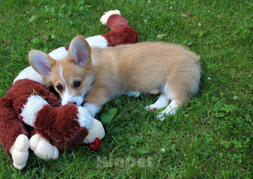 Собаки в Подольске: щенки Девочка, Бесплатно - фото 2