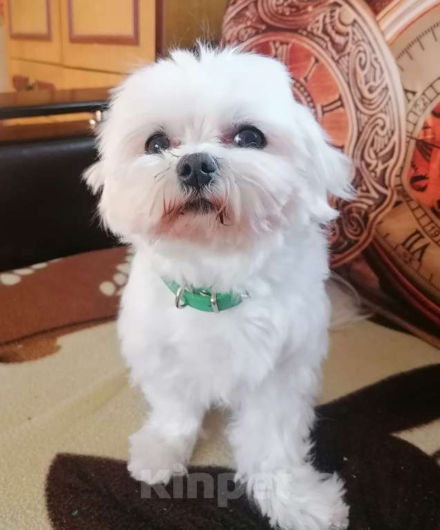 Собаки в Николаевске: Щенок мечты Девочка, 50 000 руб. - фото 5