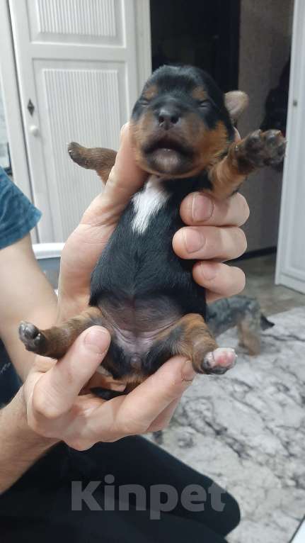 Собаки в Новочебоксарске: Продаю щенков йорка Мальчик, 25 000 руб. - фото 5