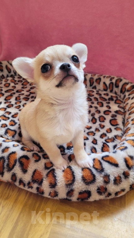 Собаки в Москве: Чихуахуа шикарный мальчик Мальчик, 45 000 руб. - фото 3