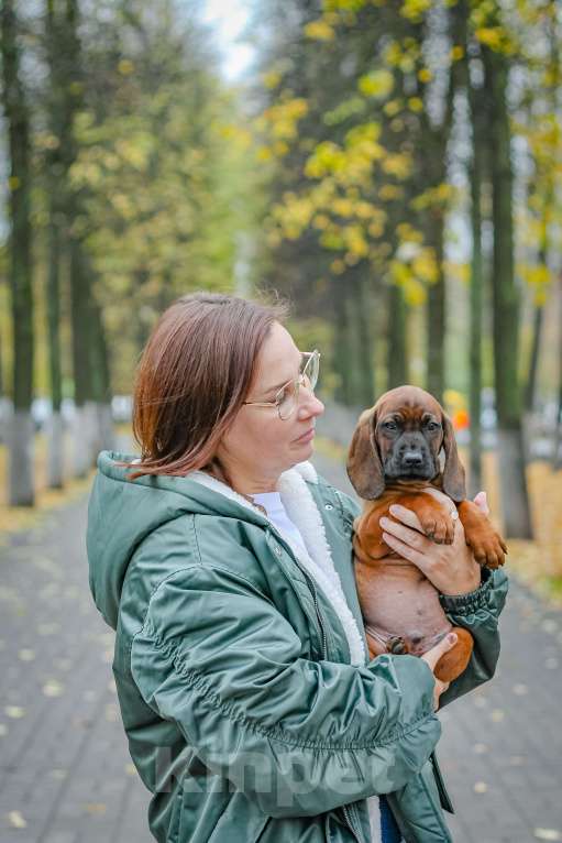 Собаки в Москве: Баварский принц Мальчик, Бесплатно - фото 6