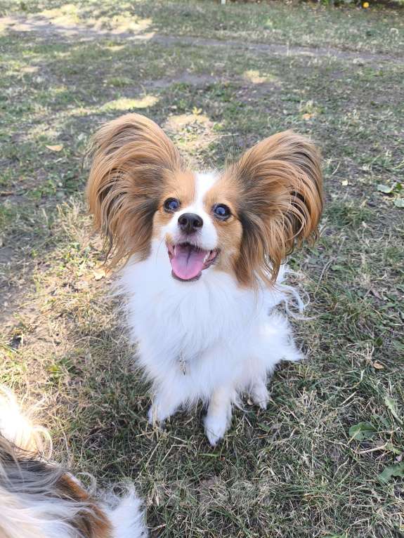 Собаки в Липецке: Папийон мальчик триколор Мальчик, 45 000 руб. - фото 2