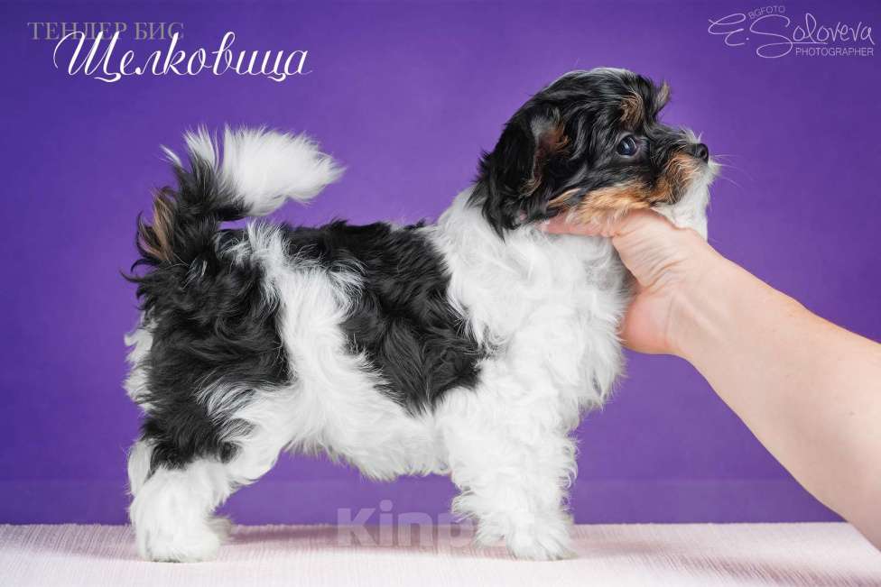 Собаки в Санкт-Петербурге: Бивер терьер Девочка, 80 000 руб. - фото 1