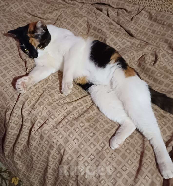 Кошки в Москве: Кошечка-подросток ищет дом Девочка, Бесплатно - фото 2