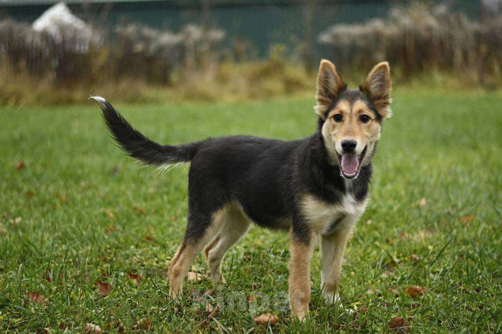 Собаки в Москве: Альфа в поисках дома!  Девочка, Бесплатно - фото 5