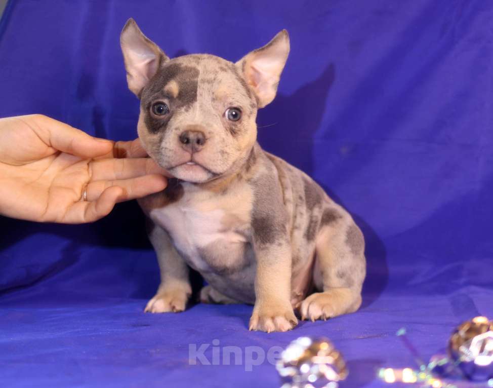 Собаки в Всеволожске: ММ ДАЛМОР ВИНТАЖ Мальчик, Бесплатно - фото 3