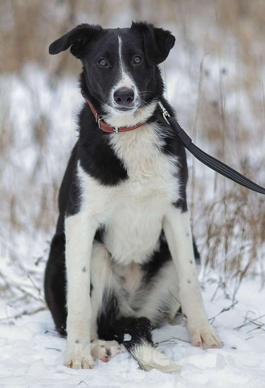 Собаки в Москве: Выросла уже. А своих нет Девочка, Бесплатно - фото 2