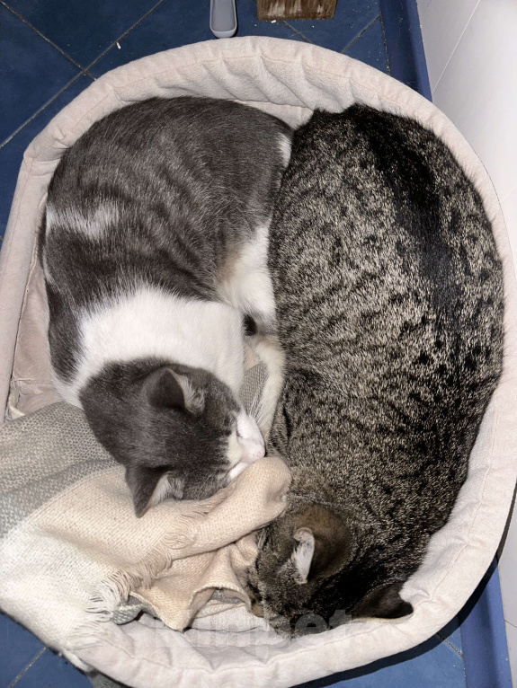 Кошки в Ростове-на-Дону: Кошечка Муся в добрые руки  Девочка, Бесплатно - фото 3