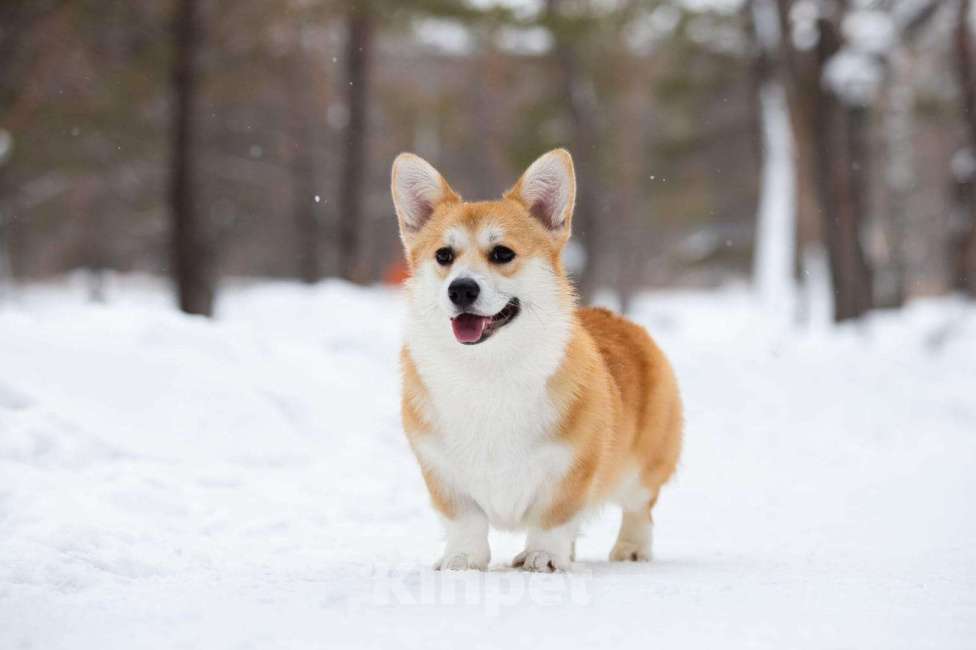 Собаки в Челябинске: Щенки вельш корги пемброк  Мальчик, 70 000 руб. - фото 8