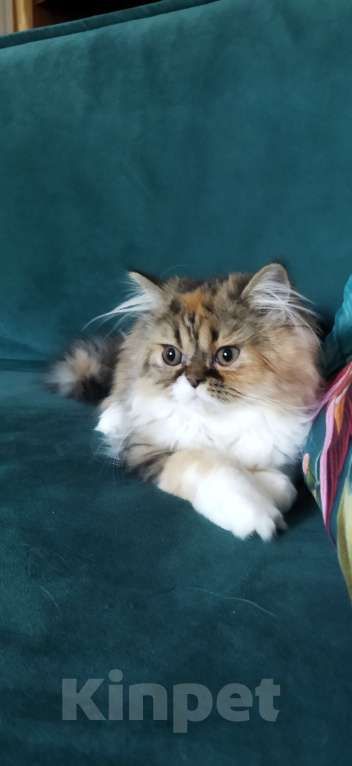 Кошки в Санкт-Петербурге: Яркая черепашка Девочка, 15 000 руб. - фото 4