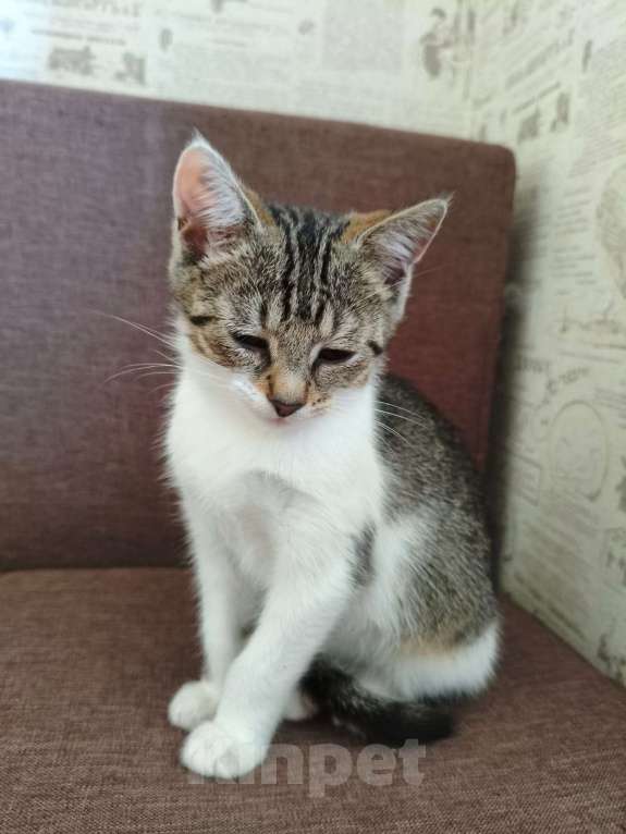 Кошки в других городах Московской области: котёнок Девочка, Бесплатно - фото 3