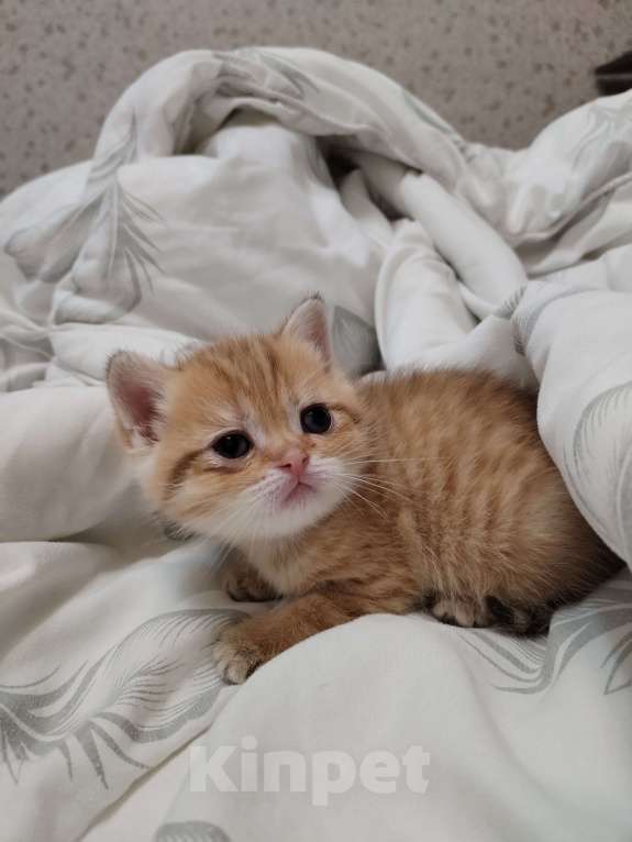 Кошки в Астрахани: Продажа Девочка, 35 000 руб. - фото 3