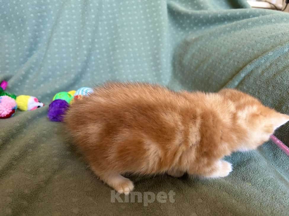 Кошки в Москве: Золотая мраморная шиншилла Девочка, 80 000 руб. - фото 7