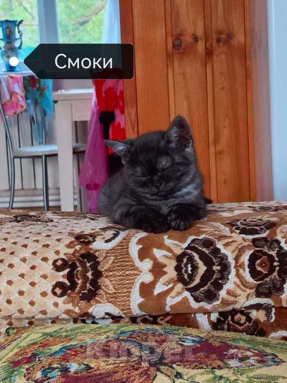 Кошки в Волоколамске: Шотландские котята. Мальчик, 4 000 руб. - фото 4