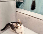 Кошки в Москве: Котёнок 2 месяца в добрые руки Мальчик, Бесплатно - фото 5