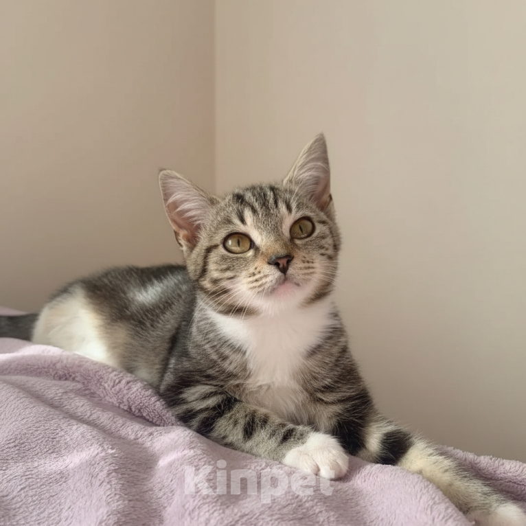 Кошки в Санкт-Петербурге: Котенок Девочка, Бесплатно - фото 2