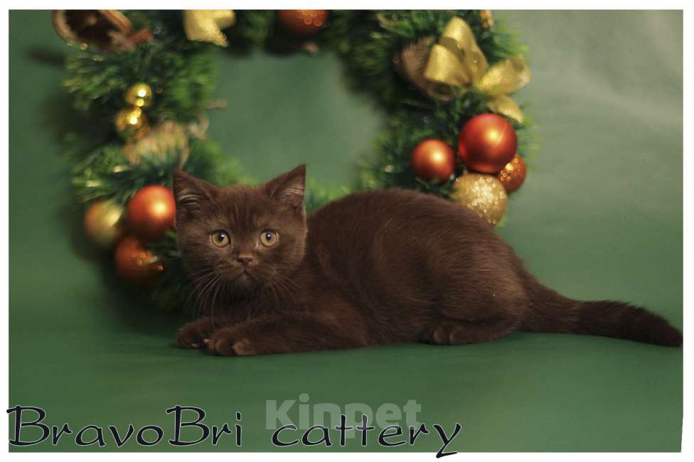 Кошки в Сургуте: Британские короткошерстные котята рисунчатых и однотонных окрасов Мальчик, 30 000 руб. - фото 3