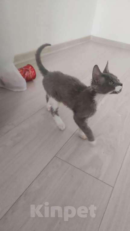 Кошки в Екатеринбурге: Котёнок донской сфинкс  Мальчик, Бесплатно - фото 5