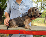 Собаки в Таганроге: Жесткошерстная такса мини Мальчик, 30 000 руб. - фото 3