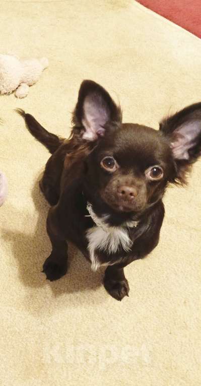 Собаки в Москве: Мальчик чихуахуа 9 мес. Окрас шоколад д/ш Мальчик, 35 000 руб. - фото 2