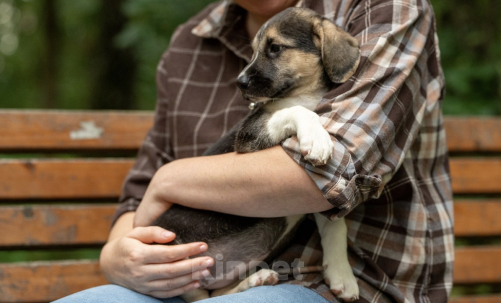 Собаки в Москве: 🐶 Стеша ищет свою семью! 🐶 Девочка, Бесплатно - фото 3
