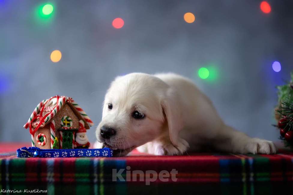 Собаки в Москве: Щенок лабрадора  Мальчик, 80 000 руб. - фото 5