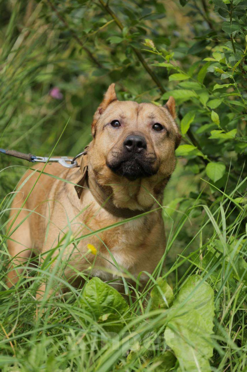 Собаки в Москве: Грей ищет семью, 3.5 года,Привит, Кастрирован  Мальчик, Бесплатно - фото 6